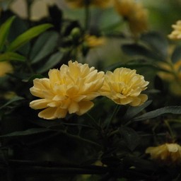 モッコウバラ
