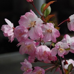 花カイドウ