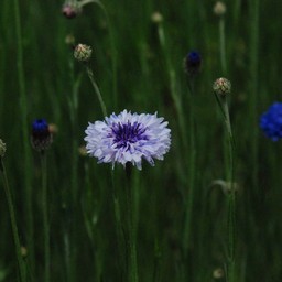 ピンクの花