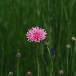 ピンクの花