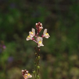 ピンクの花