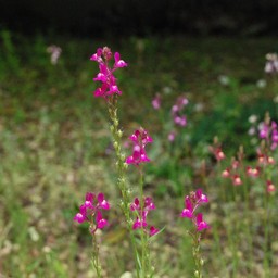 ピンクの花