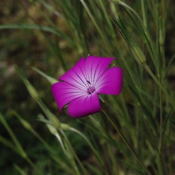 ピンクの花