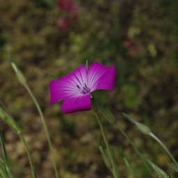 ピンクの花