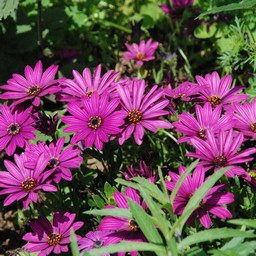 ピンクの花