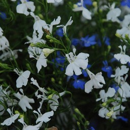 白い花