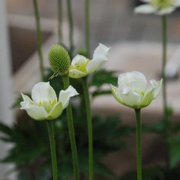 秋明菊
