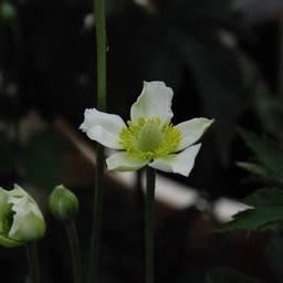 秋明菊