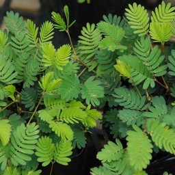 オジギ草