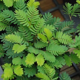 オジギ草