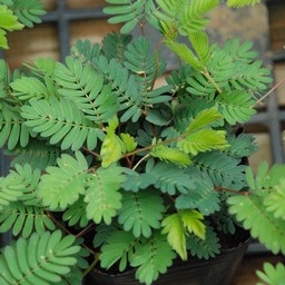 オジギ草
