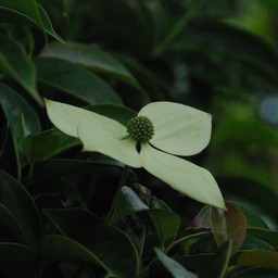 ヤマボウシ