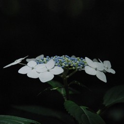 アジサイ