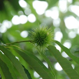 栗