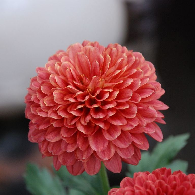 ʌssE|bg} - ԁi10Bej - ʐ^f - ݃{