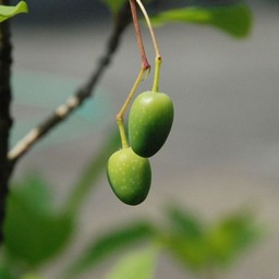 ヒトツバタゴ
