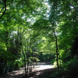 木