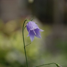 イワシャジン