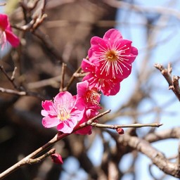 ウメ