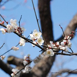 ウメ
