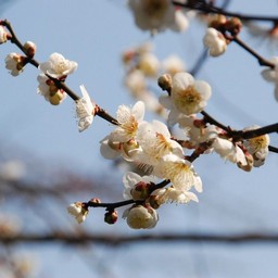 ウメ