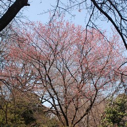 サクラ