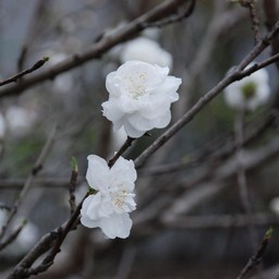 モモ