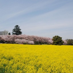 サクラとナノハナ