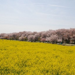 サクラとナノハナ