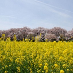 サクラとナノハナ