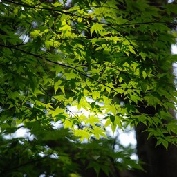 木