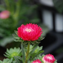 アスター