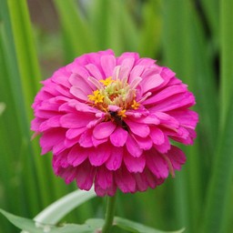 ピンクの花
