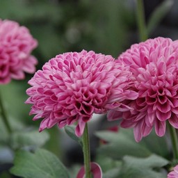 ポンポン菊