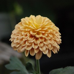 ポンポン菊
