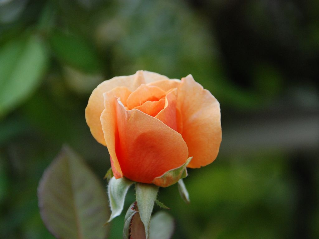 tsEoEo - ԁi10Bej - ʐ^f - ݃{