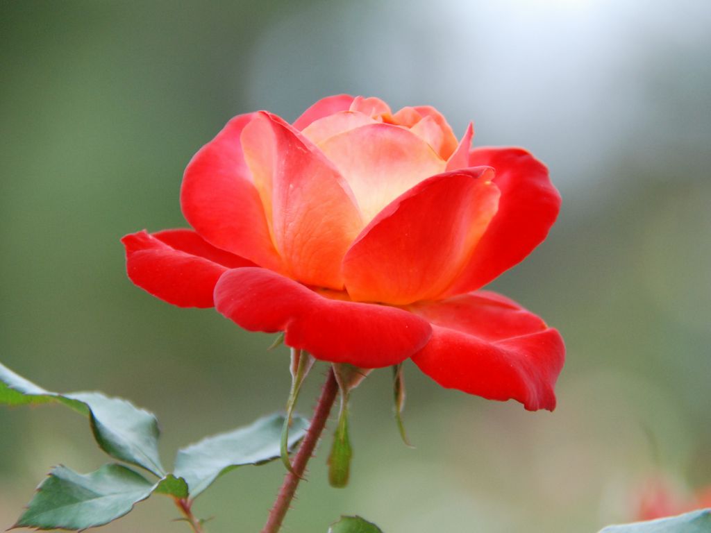 tsEoEo - ԁi10Bej - ʐ^f - ݃{
