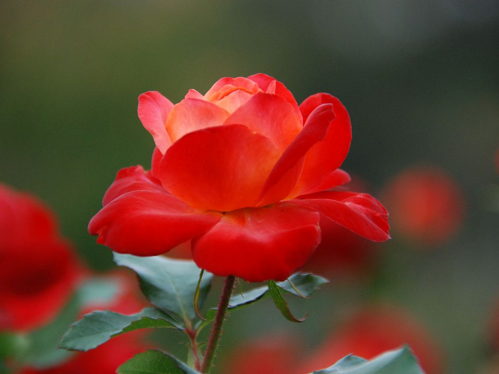 tsEoEo - ԁi10Bej - ʐ^f - ݃{