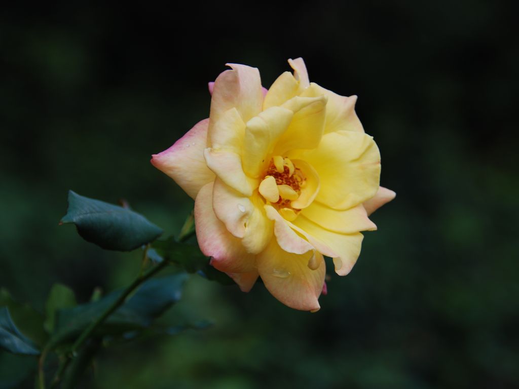 tssEAEoEo - ԁi10Bej - ʐ^f - ݃{