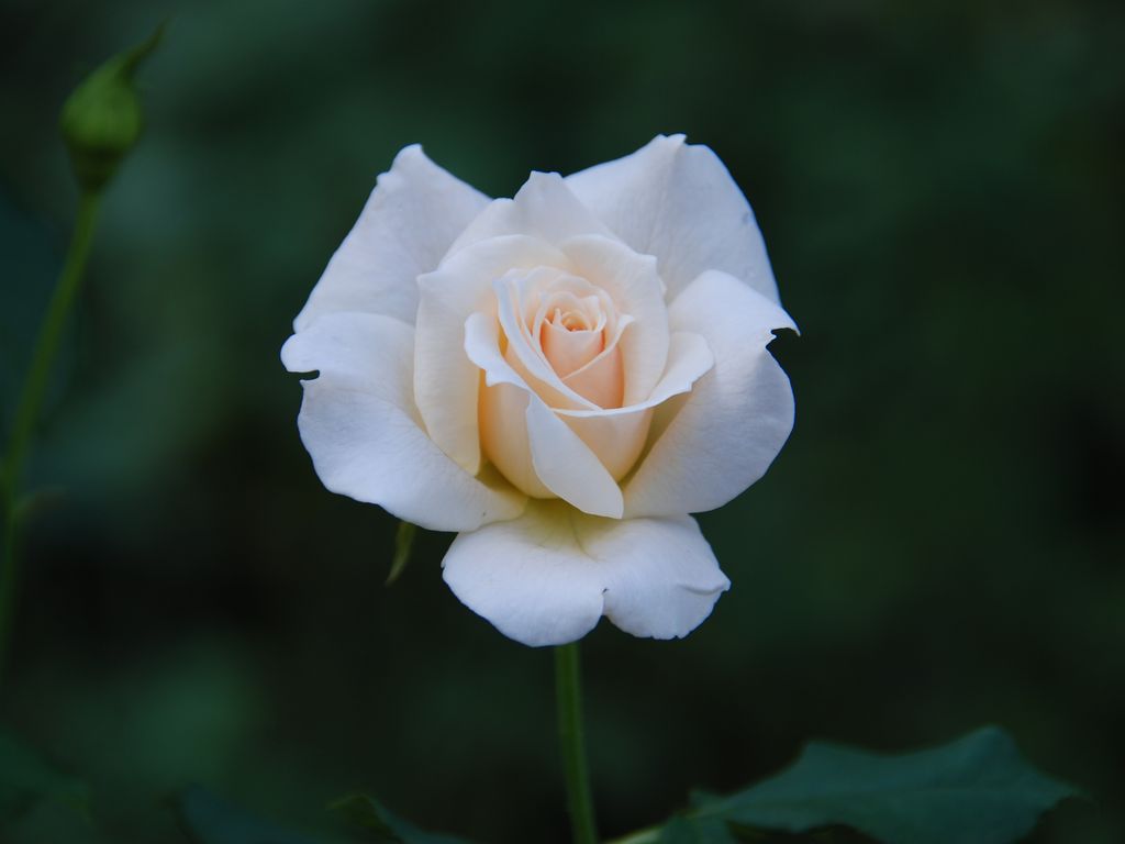 tssEAEoEo - ԁi10Bej - ʐ^f - ݃{