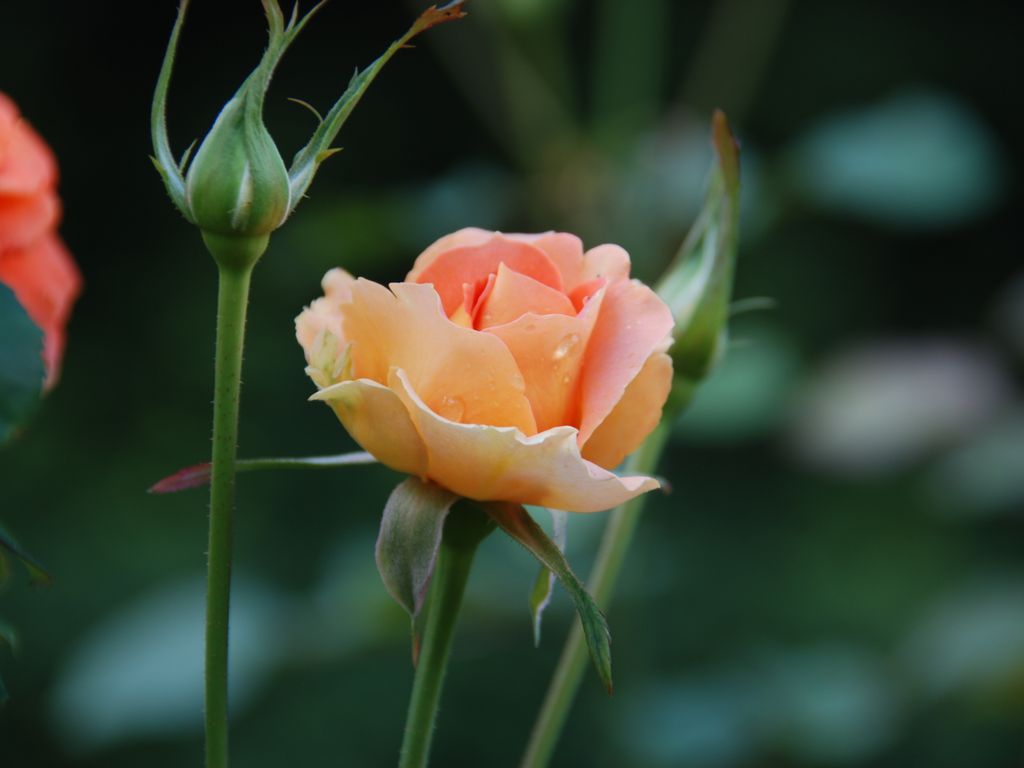 tssEAEoEo - ԁi10Bej - ʐ^f - ݃{