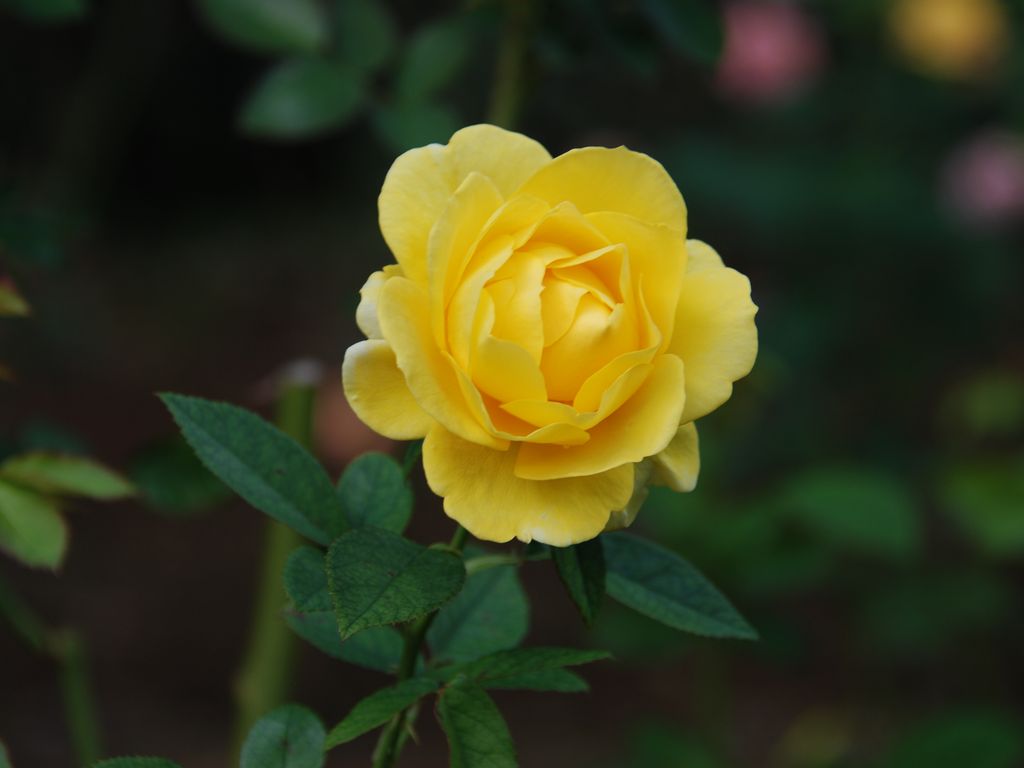 tssEAEoEo - ԁi10Bej - ʐ^f - ݃{