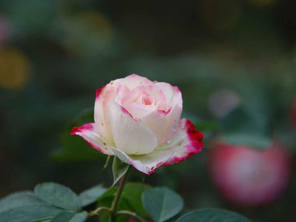 tssEAEoEo - ԁi10Bej - ʐ^f - ݃{