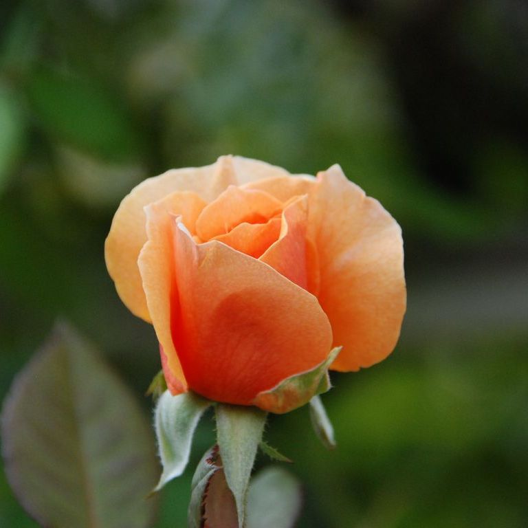 tsEoEo - ԁi10Bej - ʐ^f - ݃{