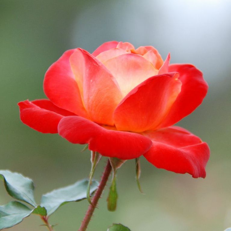 tsEoEo - ԁi10Bej - ʐ^f - ݃{
