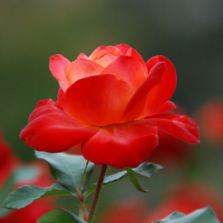tsEoEo - ԁi10Bej - ʐ^f - ݃{