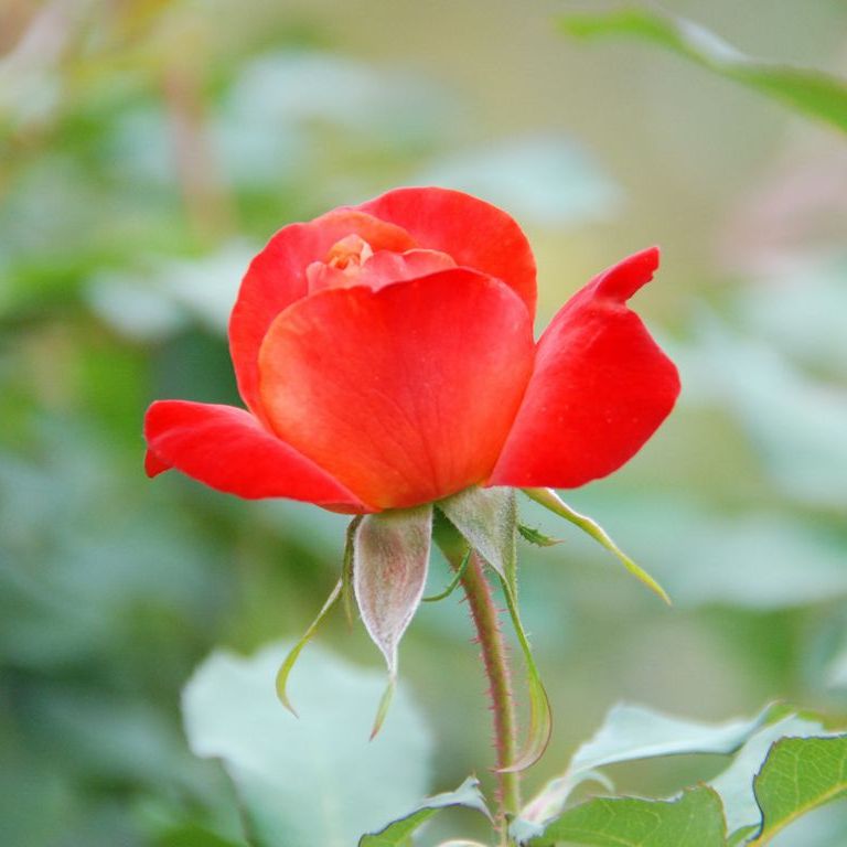 tsEoEo - ԁi10Bej - ʐ^f - ݃{