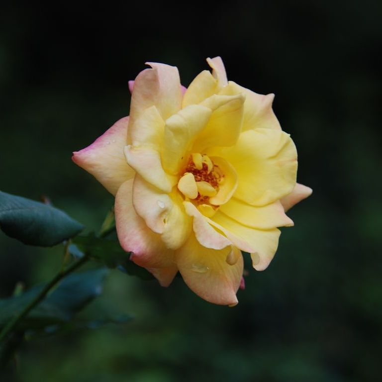 tssEAEoEo - ԁi10Bej - ʐ^f - ݃{