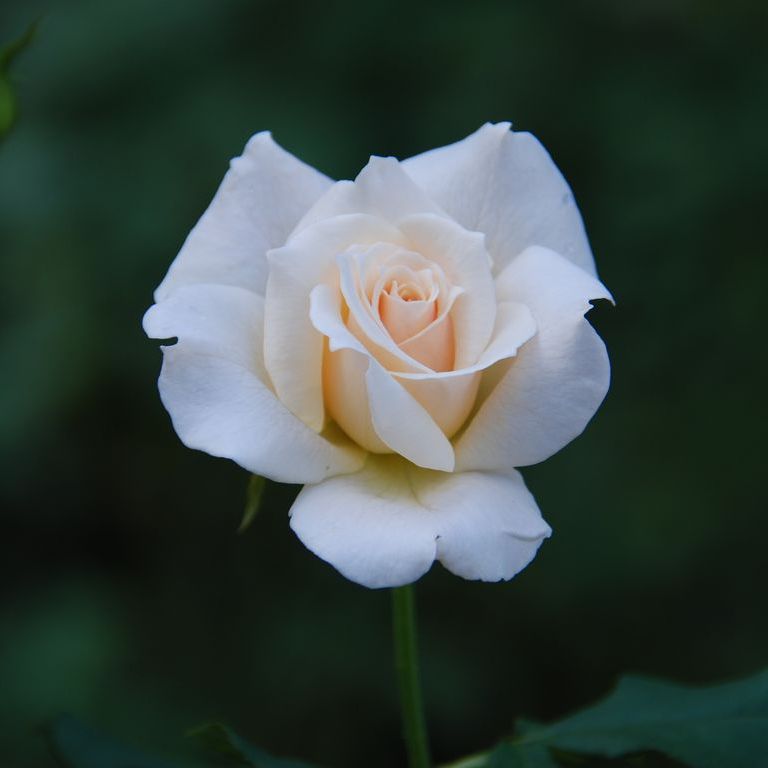 tssEAEoEo - ԁi10Bej - ʐ^f - ݃{