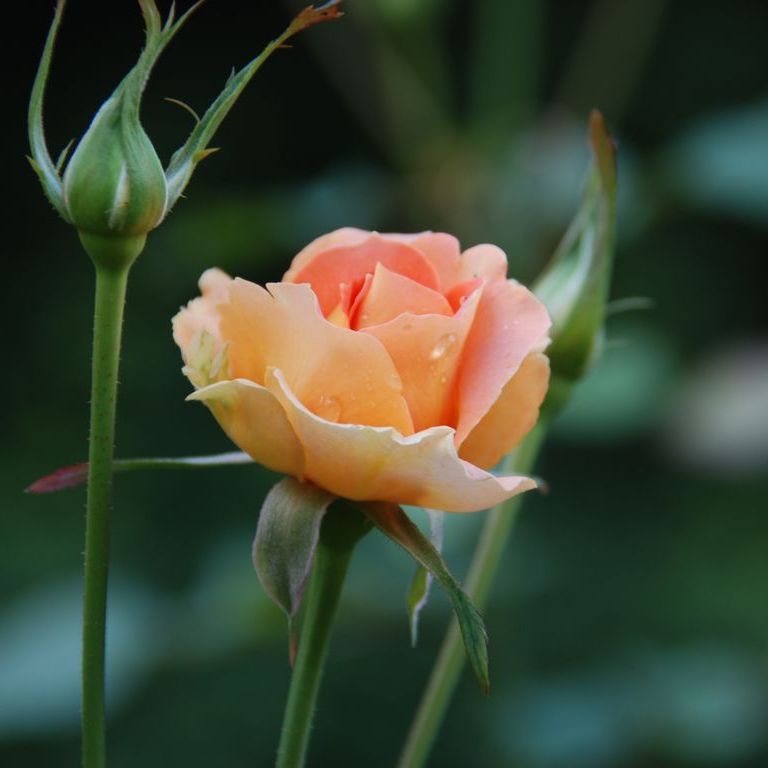 tssEAEoEo - ԁi10Bej - ʐ^f - ݃{